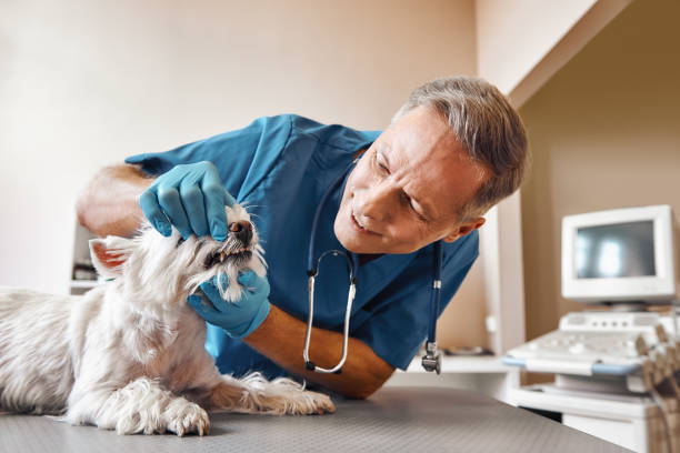  Houston, MS Emergency Dentist Pros
